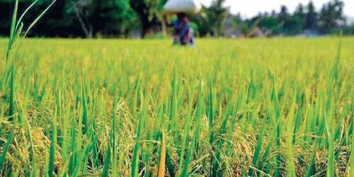 Kharif marketing Year 2023-24 : जिले में अब तक 3 लाख 28 हजार मीट्रिक टन से अधिक की हुई धान खरीदी